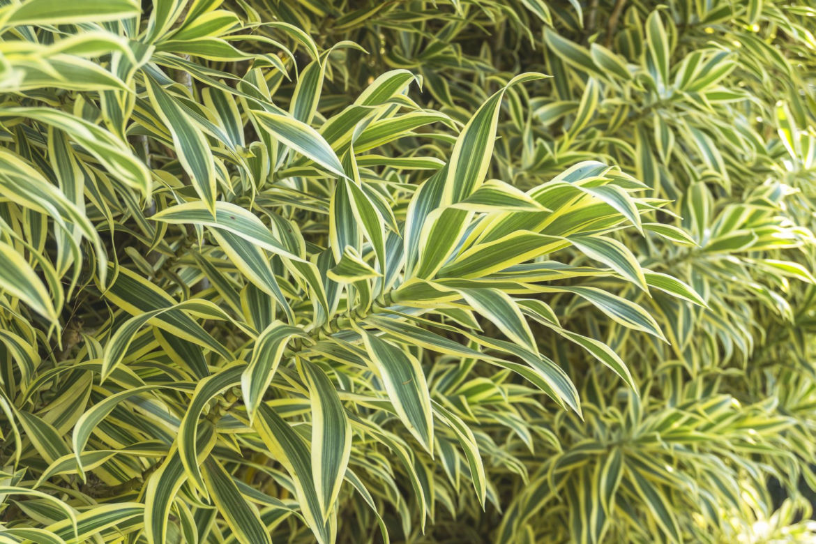 Dracena odwrócona