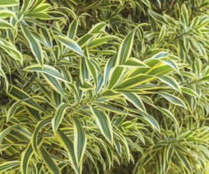 Dracena odwrócona