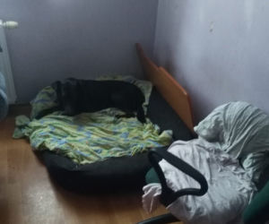 Bydgoszczanka trzymała w mieszkaniu 14 psów i 8 kotów! Zwierzęta żyły w tragicznych warunkach! [ZDJĘCIA] 