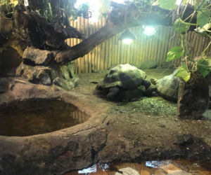 Żółwie jaja we Wrocławskim ZOO