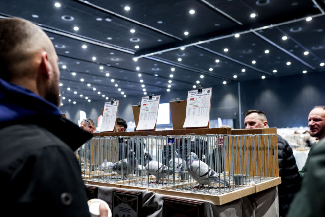 Katowice stolicą gołębiarstwa. Za nami 17. edycja EXPOGołębie. To największa tego typu impreza w Europie