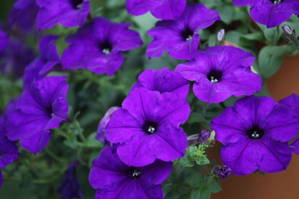 Petunia