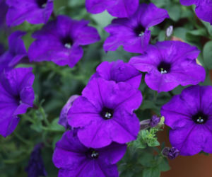 Petunia ogrodowa
