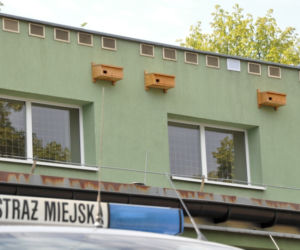 Budki lęgowe dla jerzyków