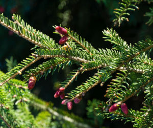 Świerk serbski - wskazówki pielęgnacyjne i ciekawostki