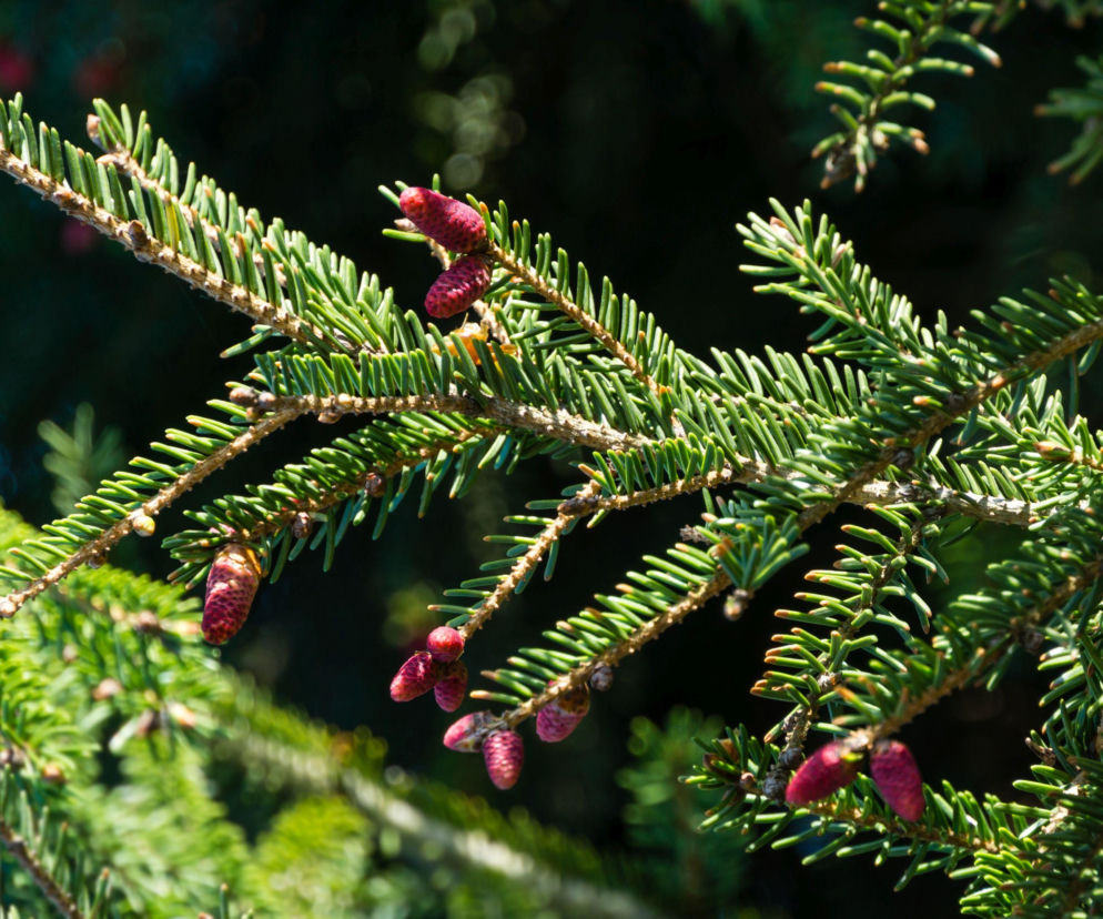 Świerk serbski - wskazówki pielęgnacyjne i ciekawostki