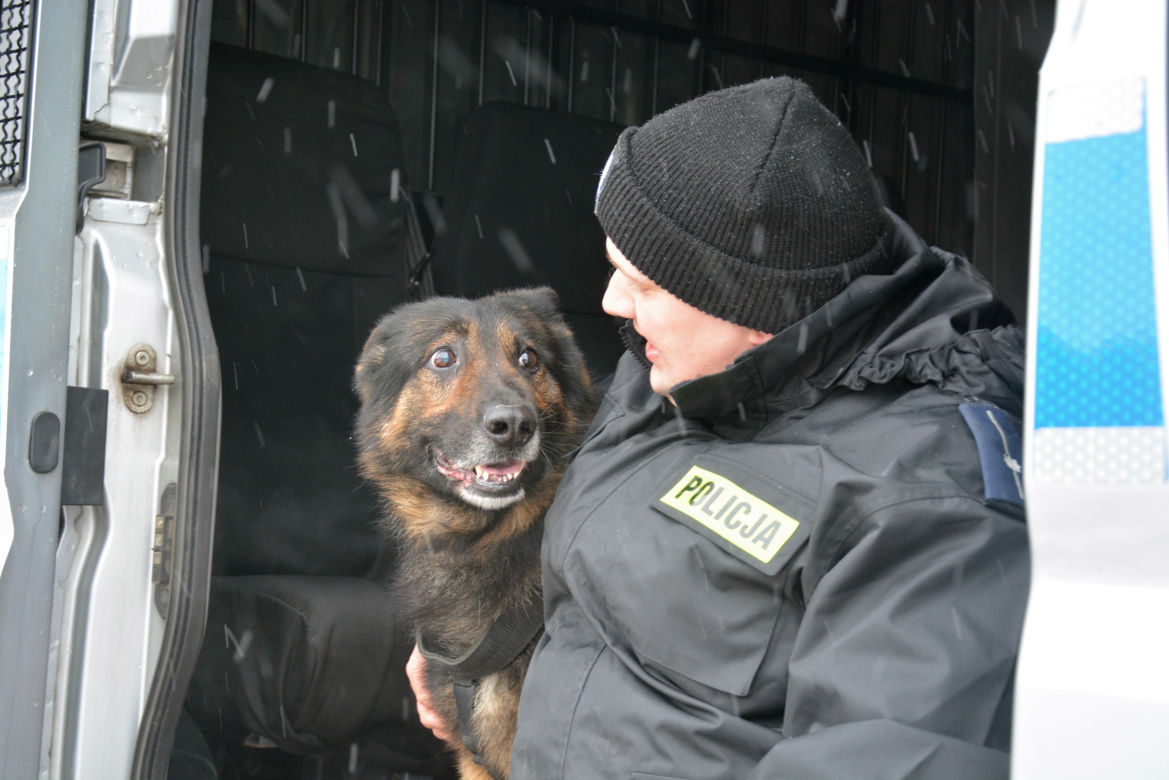 Tazer, policjant na 4 łapach, przeszedł na emeryturę