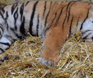 Operowany tygrys w poznańskim ZOO walczy o życie