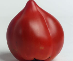 Pomidor