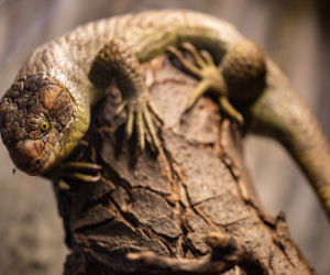 We wrocławskim zoo urodziły się scynki nadrzewne