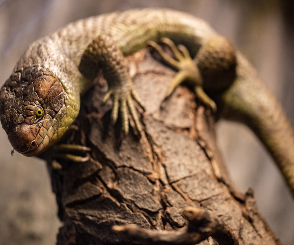 We wrocławskim zoo urodziły się scynki nadrzewne