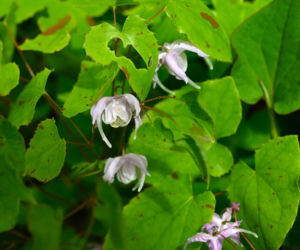 Epimedium wielkokwiatowe
