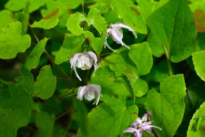 Epimedium wielkokwiatowe