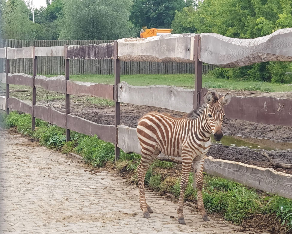 Mała zebra w zamojskim ZOO