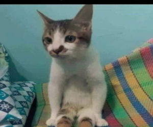 Koty opanowały internet!