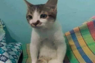 Koty opanowały internet!