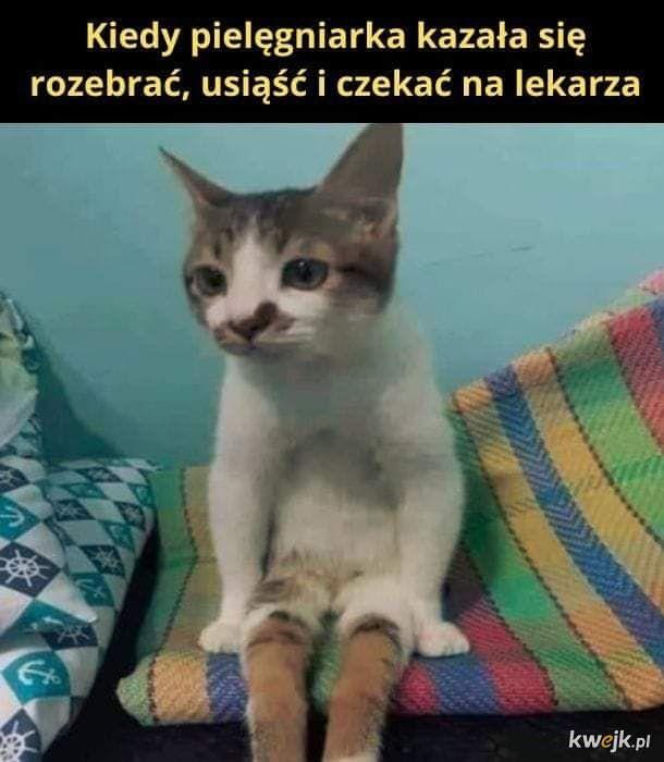 Koty opanowały internet!