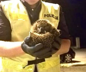 Ostrowski doktor Dolitte w policji