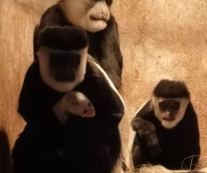 Zwierzęta z ZOO proszą o pomoc