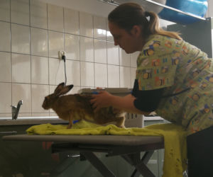 UTP w Bydgoszczy otworzył pracownie zoofizjoterapii!