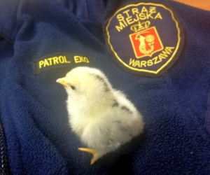 Pisklak uratowany przez Ekopatrol