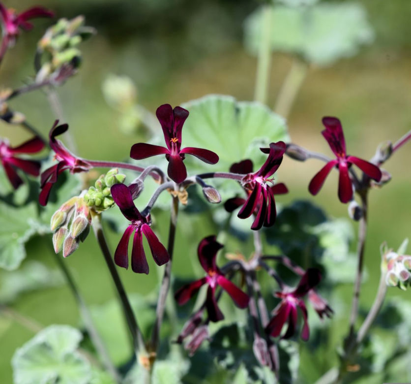 Pelargonia afrykańska