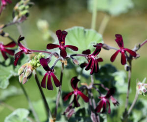 Pelargonia afrykańska