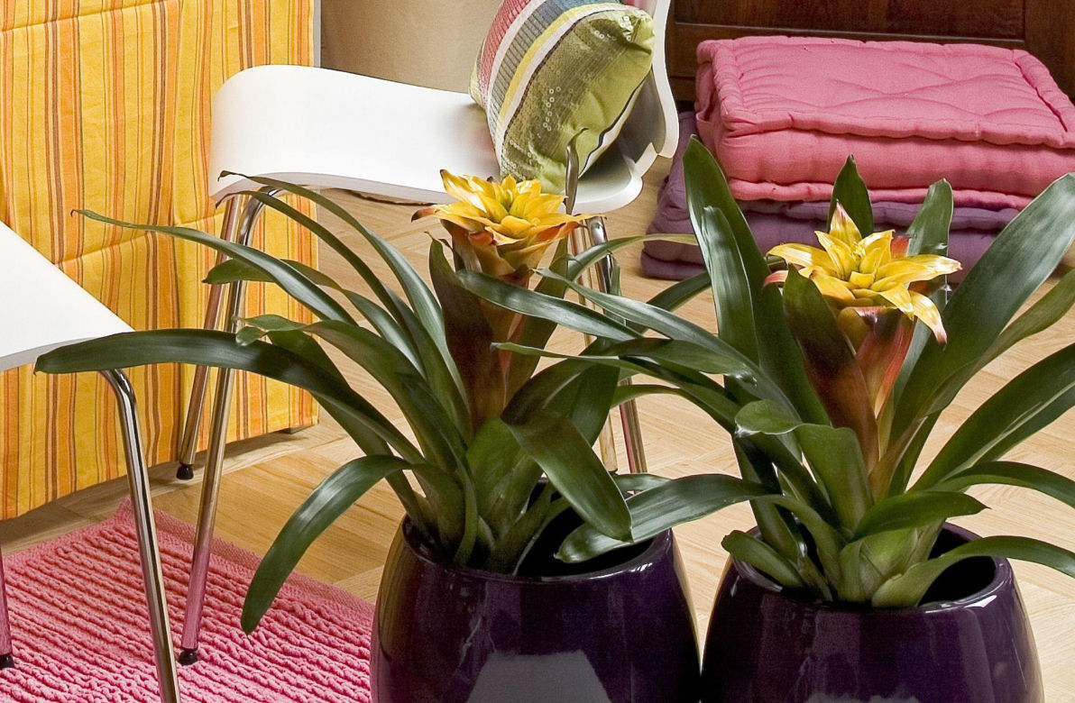 Guzmania