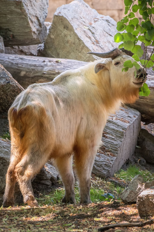 Takin