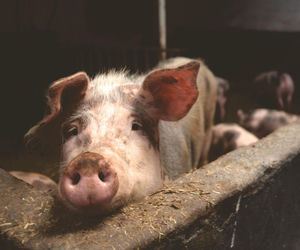 Dobrostan zwierząt podnosi koszty hodowli