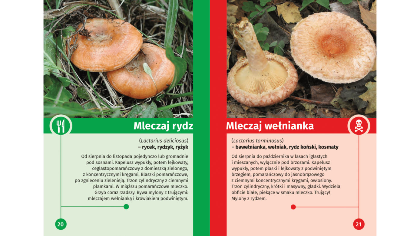 Trujące grzyby