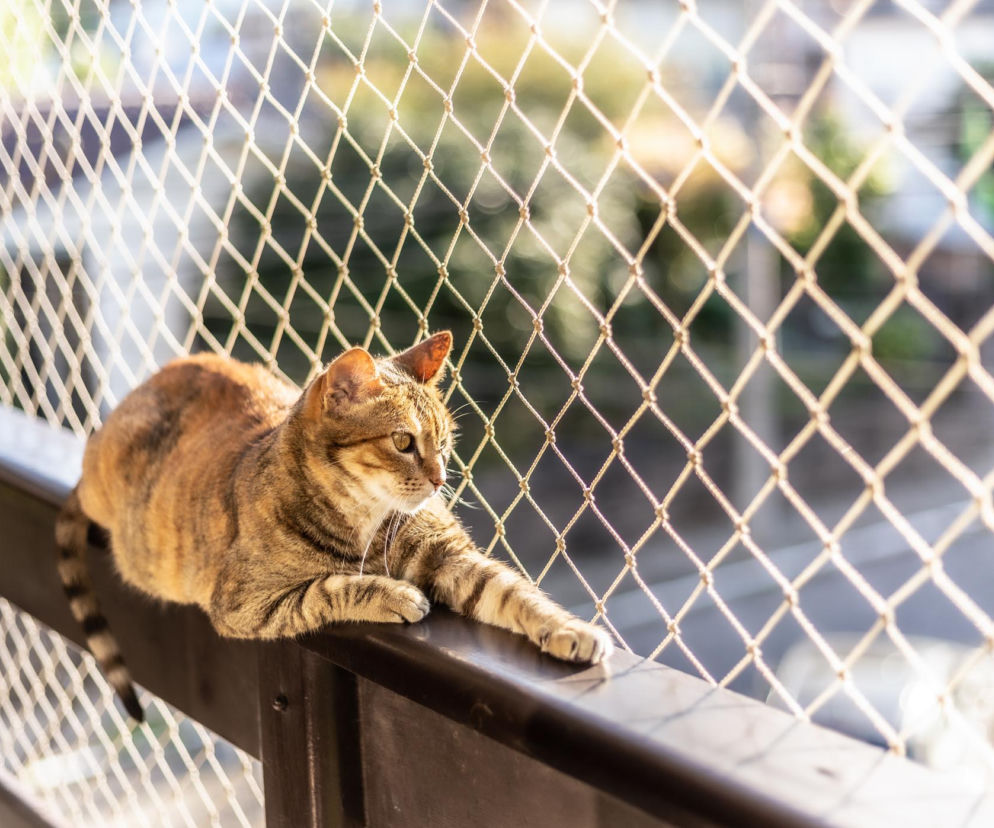 Siatka na balkon dla kota 2026 – ceny, montaż i praktyczne porady