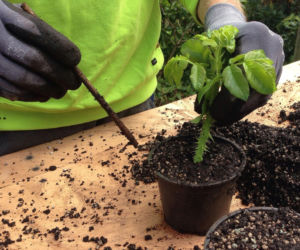 Zamień elektrośmieci na zieleń. W Tarnowie rusza ekologiczna akcja z sadzonkami