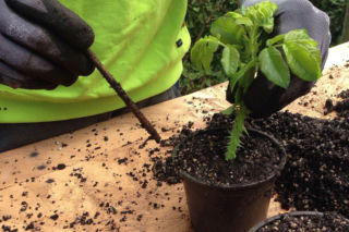 Zamień elektrośmieci na zieleń. W Tarnowie rusza ekologiczna akcja z sadzonkami