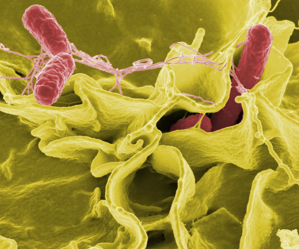 Salmonella wykryta w żłobkach i szkole podstawowej