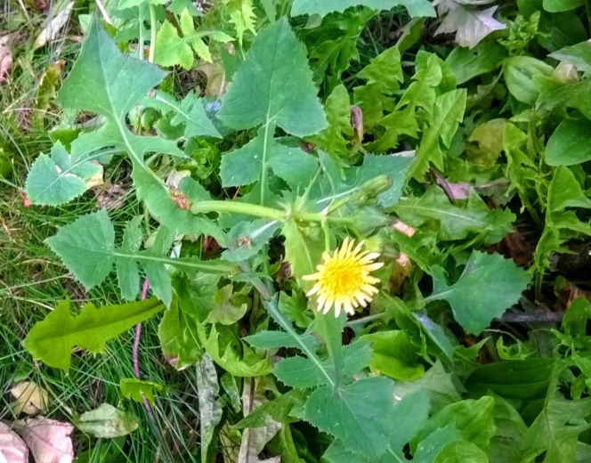 Jak pozbyć się mleczy z trawnika? Ten domowy oprysk sprawi, że znikną z twojego ogrodu