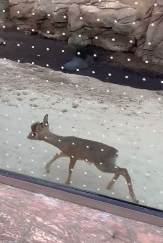 Najmniejsza antylopa świata urodziła się w zoo we Wrocławiu. Od razu skradła serca!