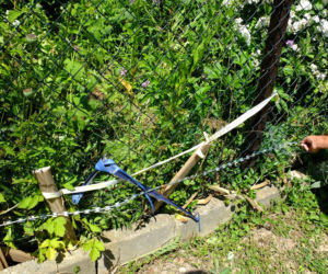 Wygłodniałe dziki terroryzują ludzi. Dramat działkowców z Lublina