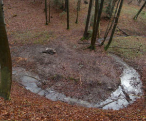 Podkarpacie: Dwa żubry zagryzione przez niedźwiedzia?