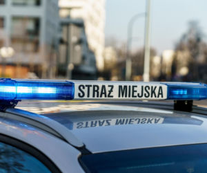 Koszmar szczeniaka