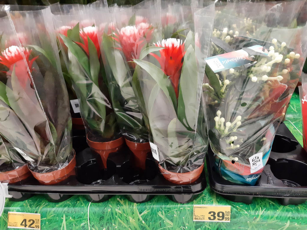 Ceny kwiatów na Dzień Kobiet w popularnych marketach 