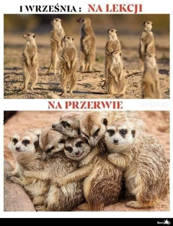 Memy o szkole 2020. Nauka u dobie koronawirusa. Żarty z nowej sytuacji 