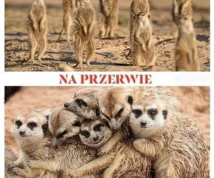 Memy o szkole 2020. Nauka u dobie koronawirusa. Żarty z nowej sytuacji 