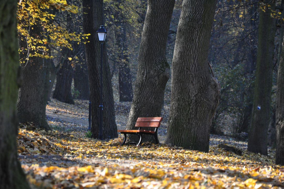 To najpiękniejszy park na Podkarpaciu według AI 
