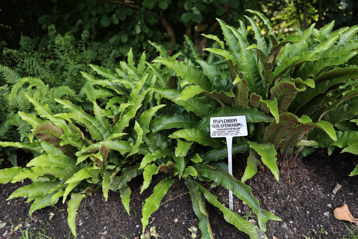 Kwitnący Ogród Botaniczny UMCS w Lublinie