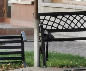 Zabawka sparaliżowała miasto