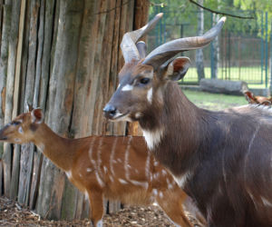 We wrocławskim zoo urodziły się 4 sitatungi