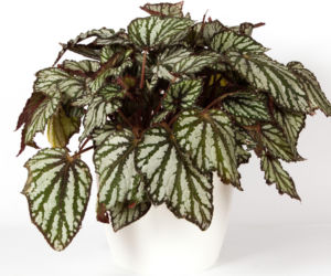 Begonia królewska: jak ją pielęgnować, by olśniewała?