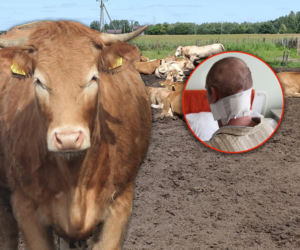 Byk rozpruł szyję Bogdanowi! Mały kundelek znalazł swojego pana