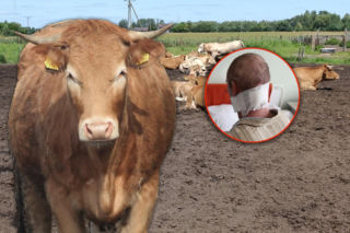 Byk wbił róg w szyję 45-letniego Bogdana. Pomógł bohaterski kundelek